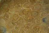 Polished Fossil Coral (Actinocyathus) Dish - Morocco #289013-2